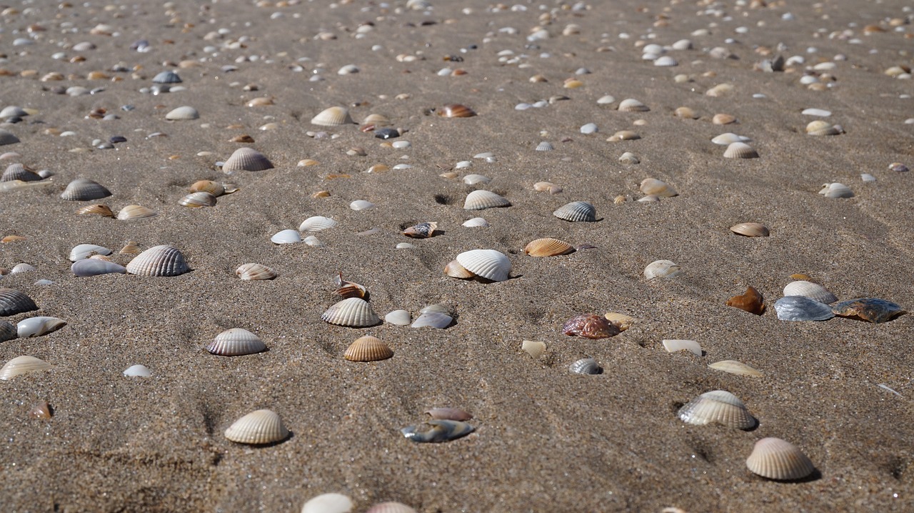 sand beach costa free photo