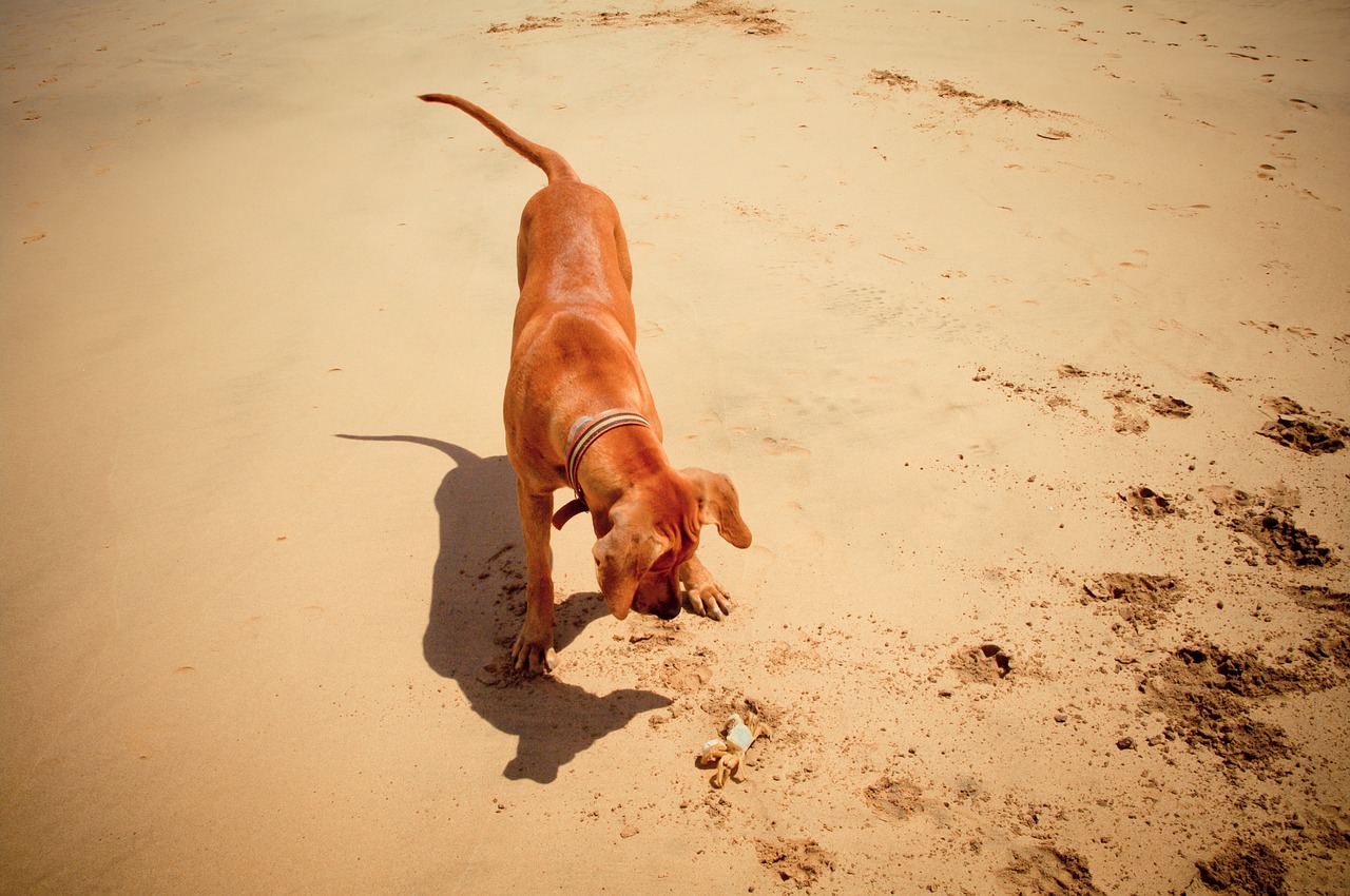 sand beach body of water free photo