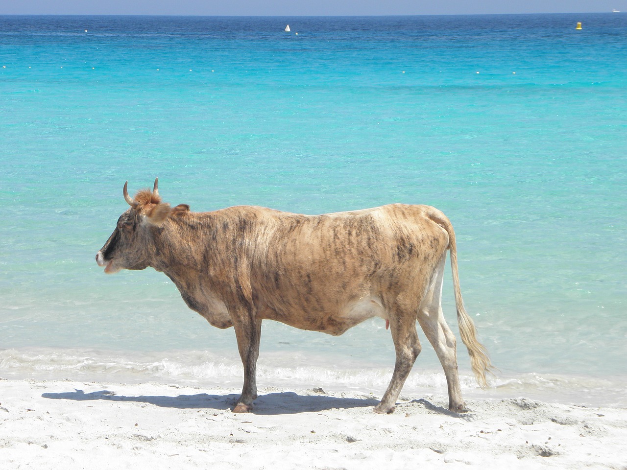 sand body of water summer free photo