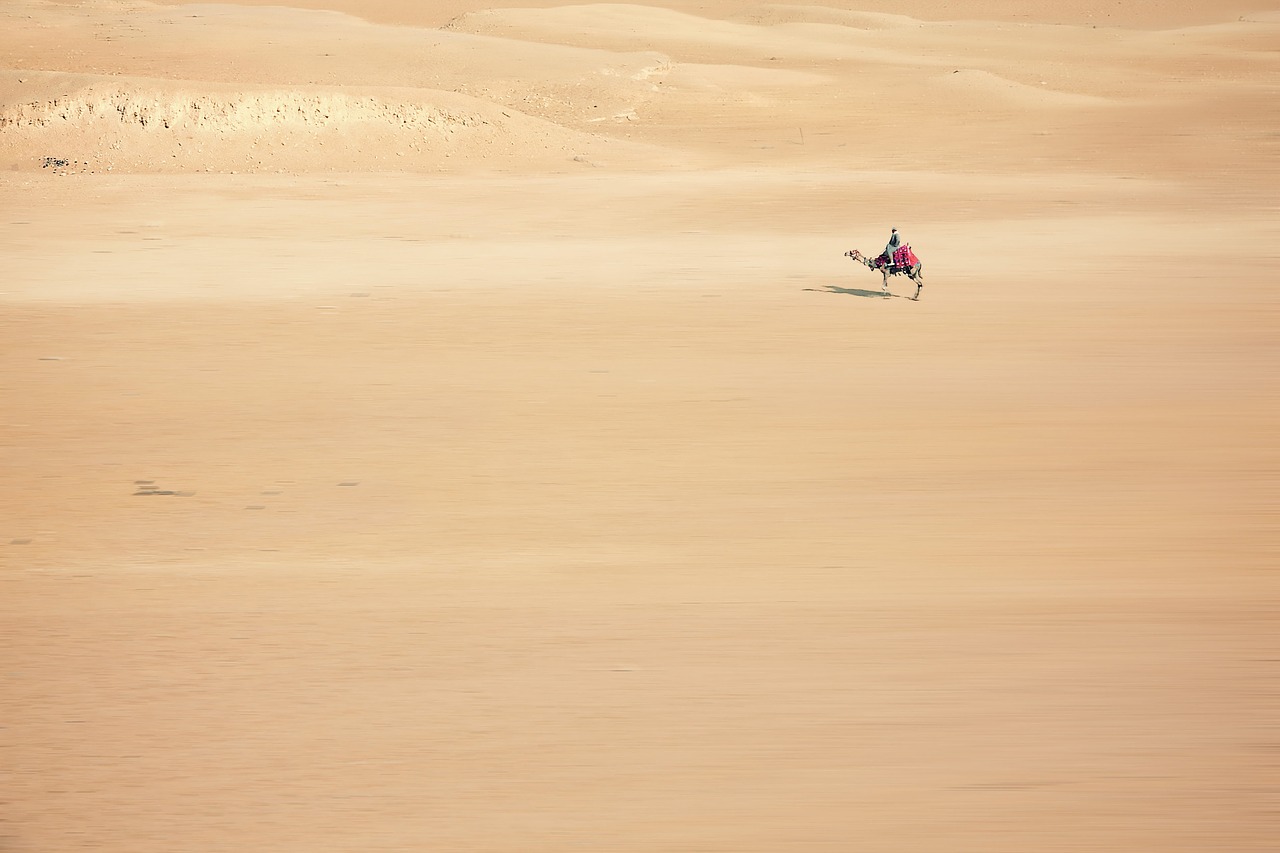 sand camel desert free photo