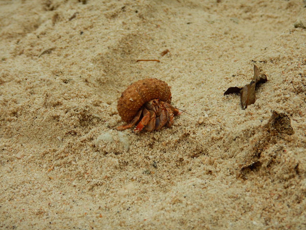 sand nature beach free photo
