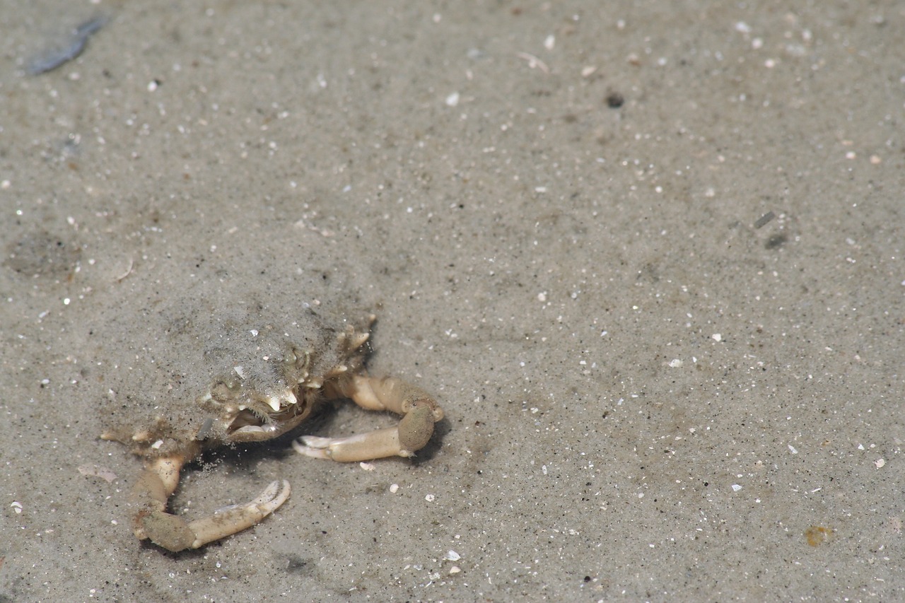 sand beach seashore free photo