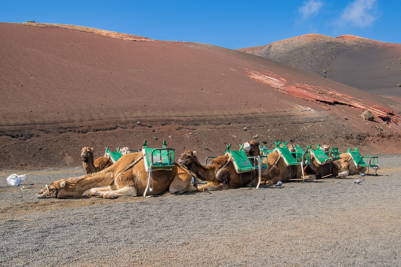 sand desert camel free photo