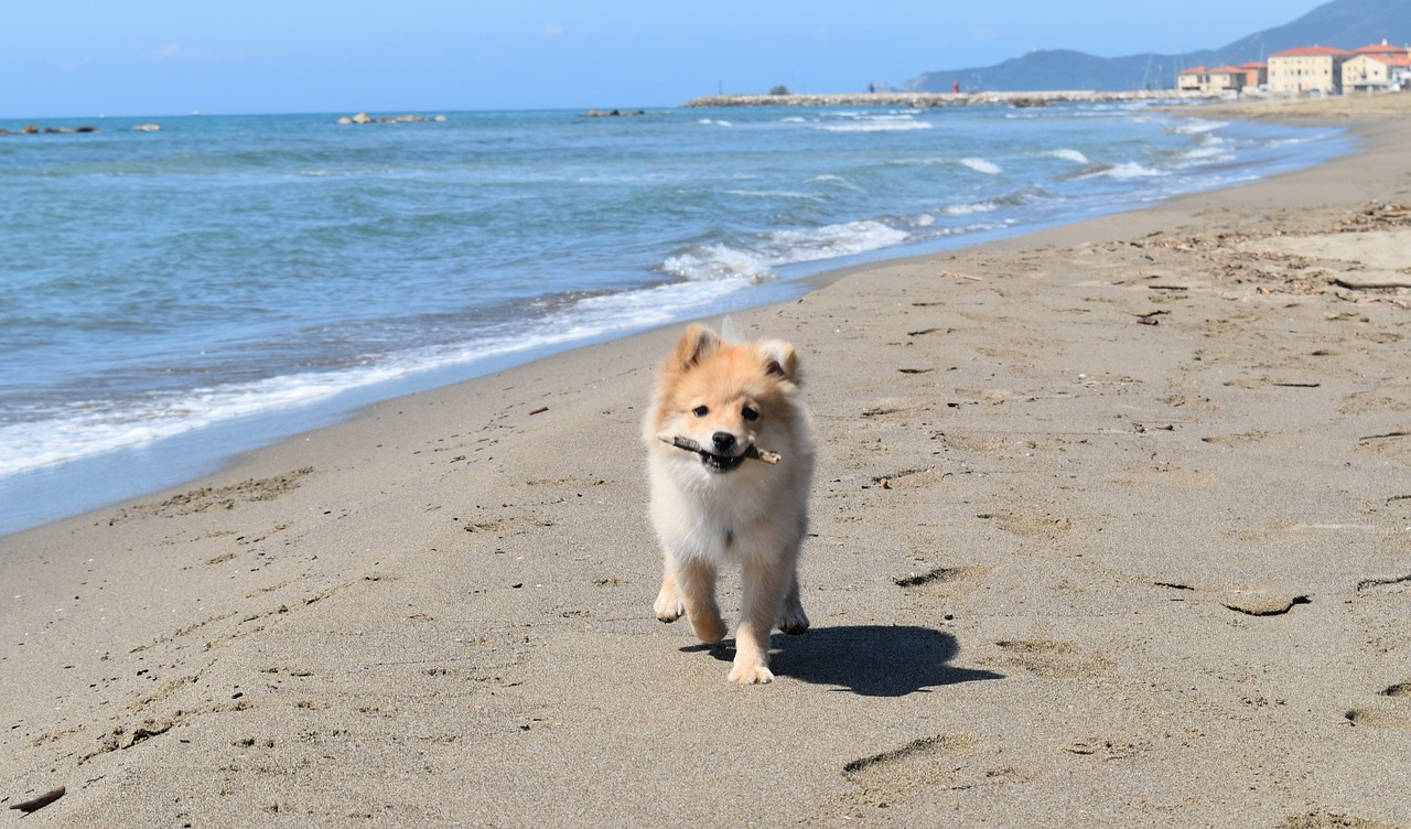 sand beach sea free photo