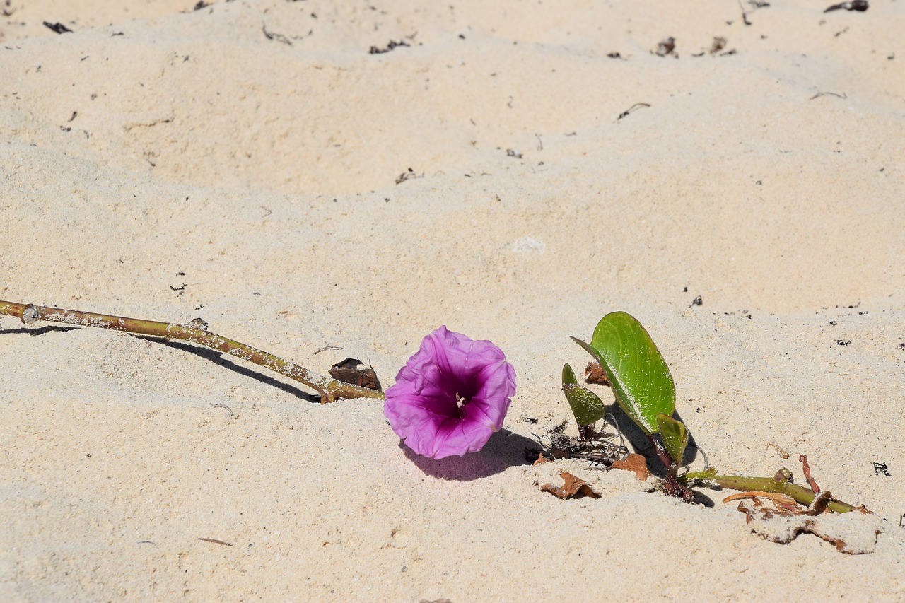 sand nature background free photo