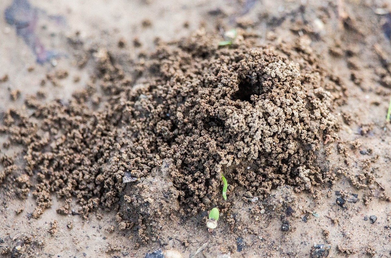 sand soil nature free photo