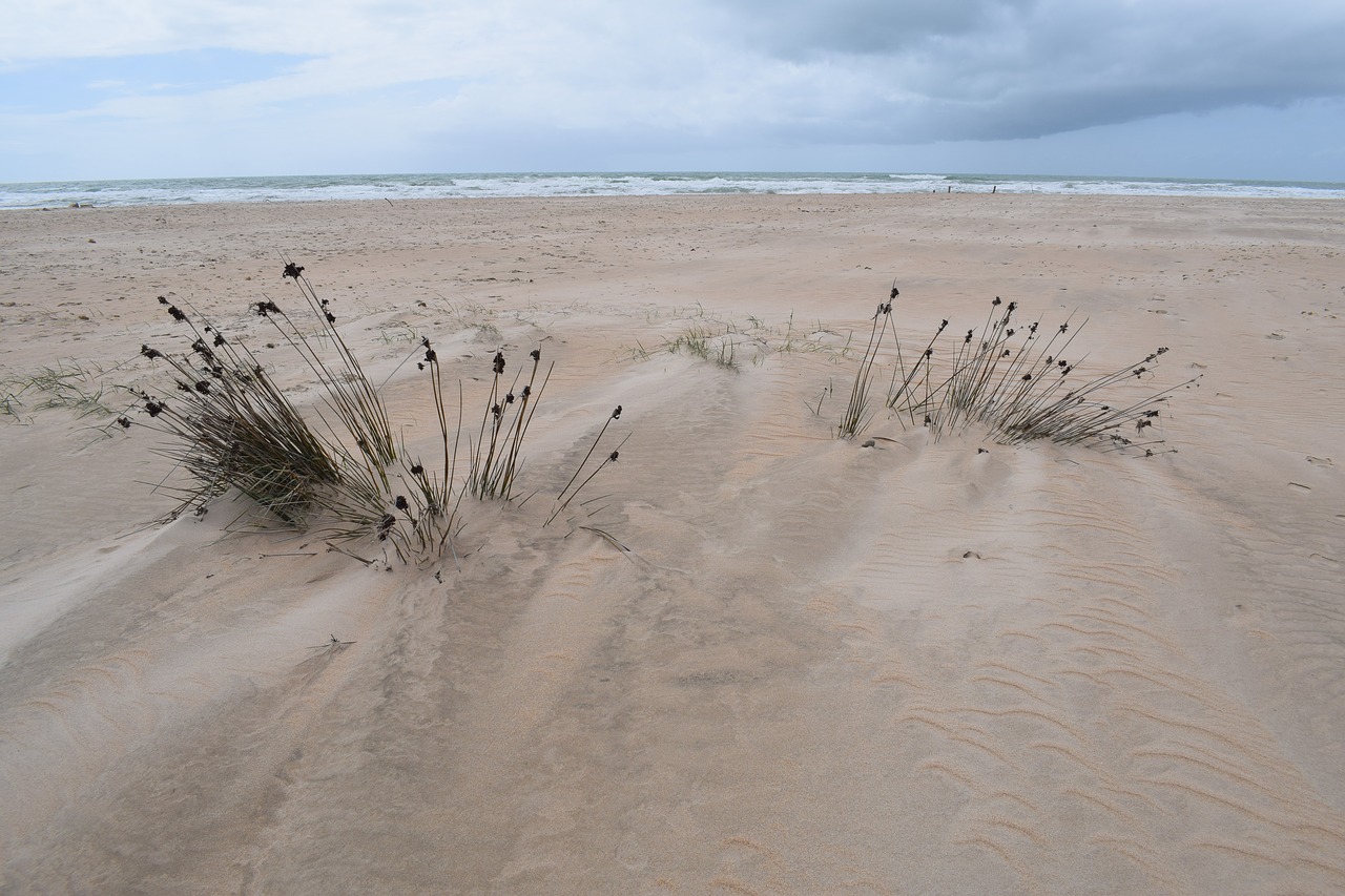 sand nature dune free photo