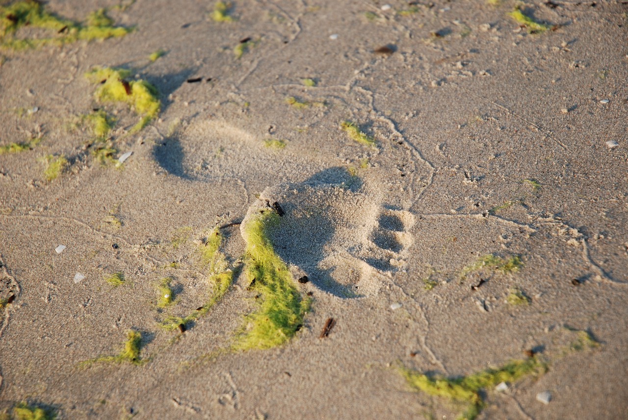 sand nature beach free photo