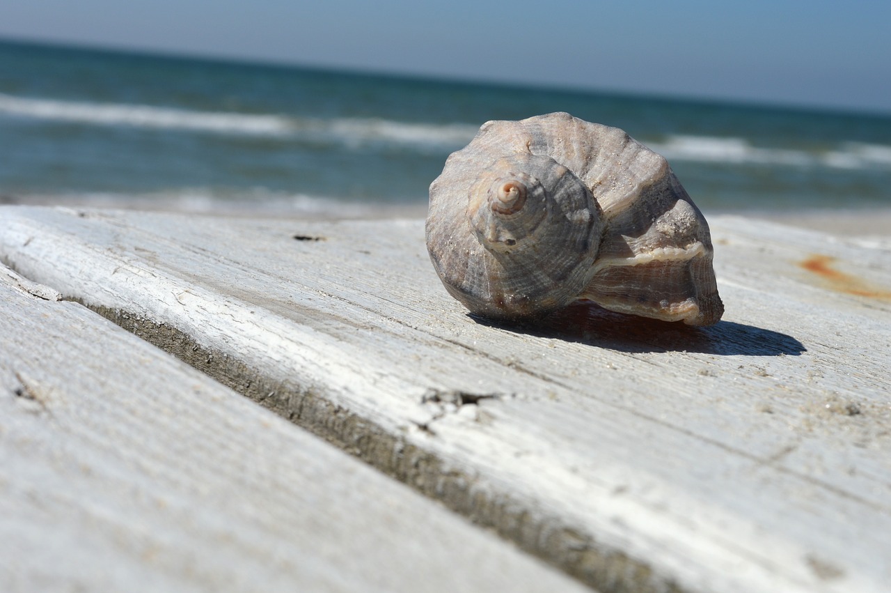 sand beach sea free photo