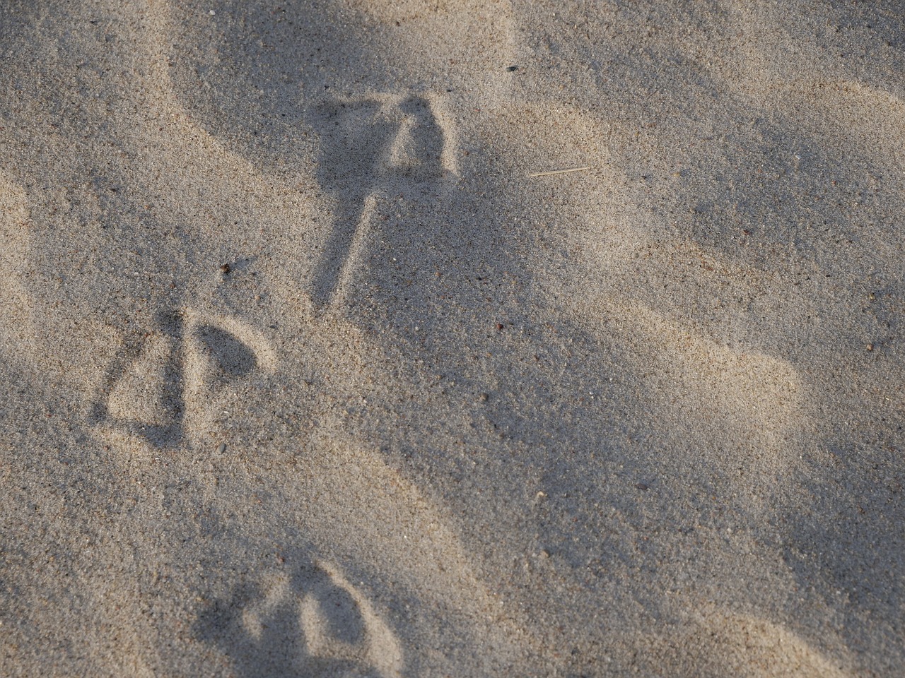 sand  background  footprint free photo