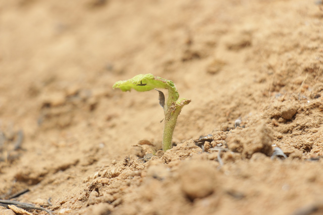 sand  nature  earth free photo