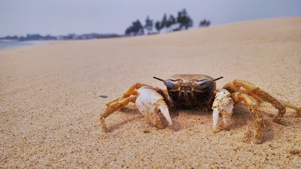 sand  beach  nature free photo