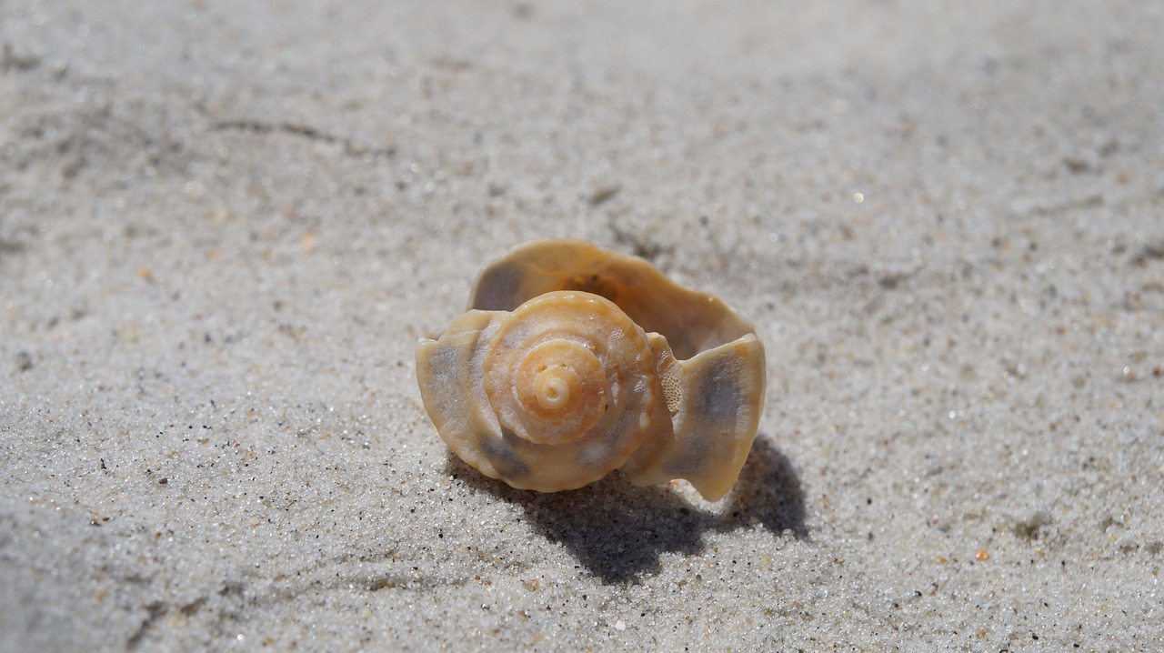 sand  beach  shell free photo