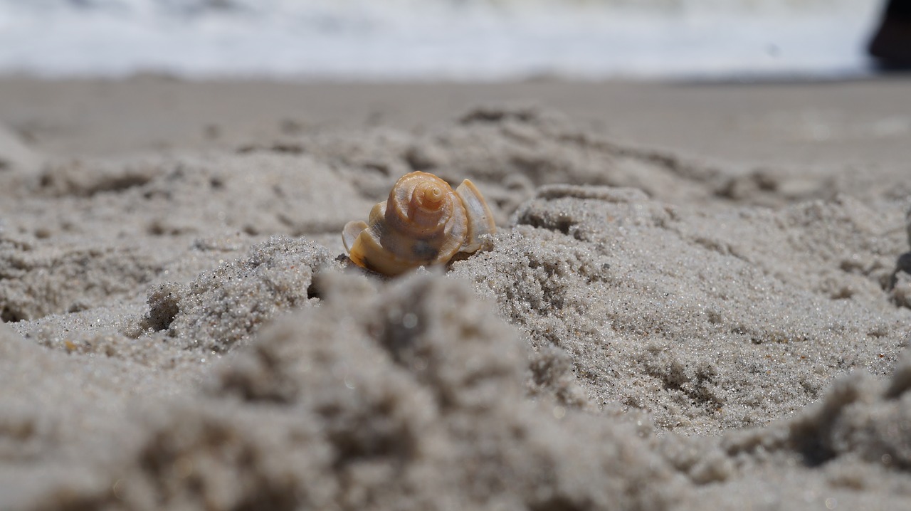 sand  nature  beach free photo