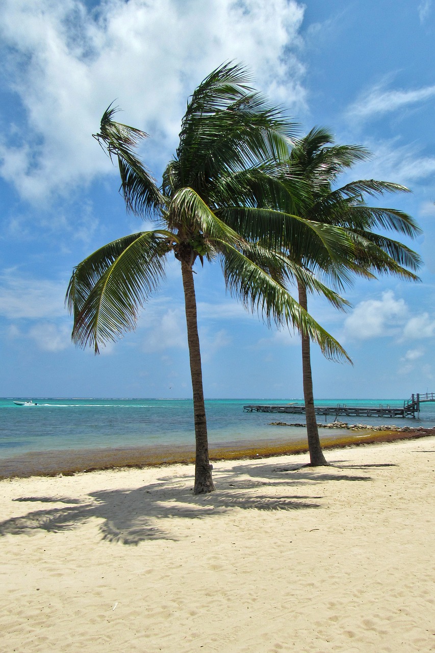 sand  beach  tropical free photo