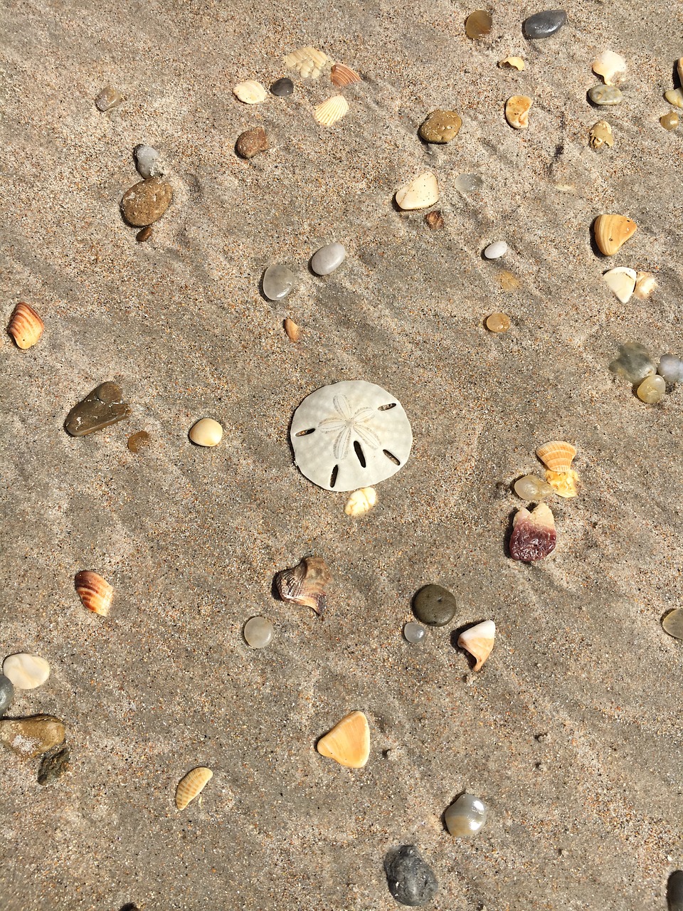 sand  beach  seashore free photo