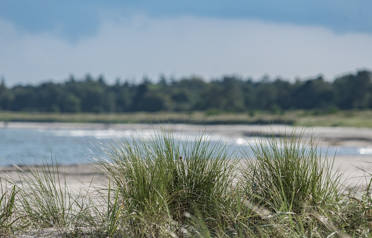 sand  beach  lake free photo