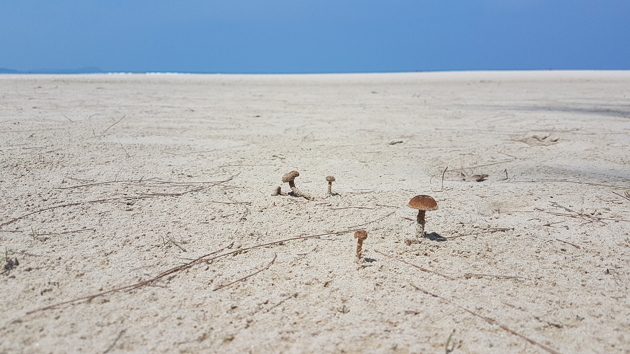 sand  mushrooms  solitude free photo
