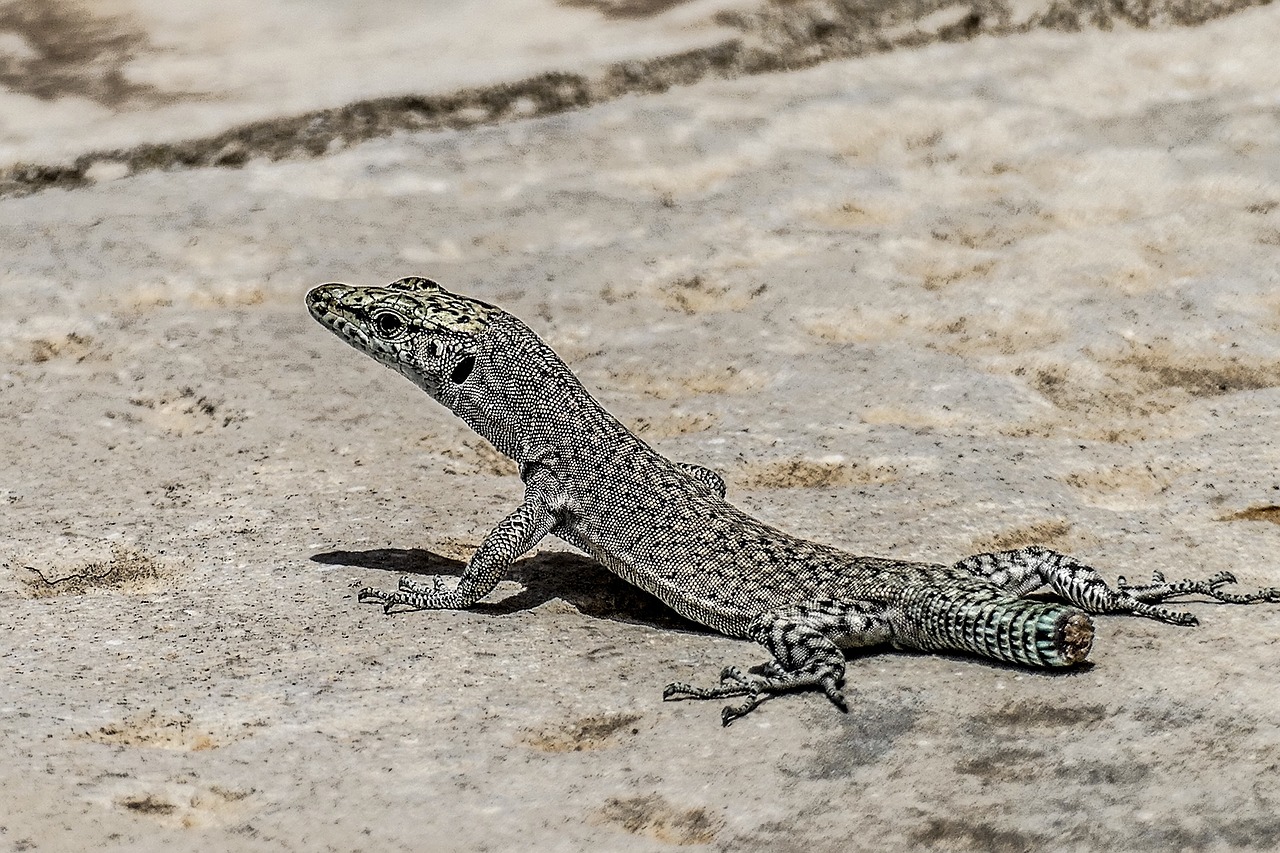 sand  nature  lizard free photo