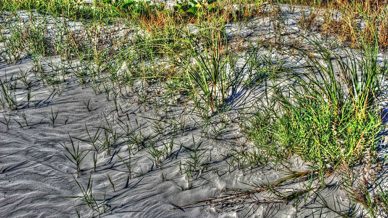 sand beach grass free photo