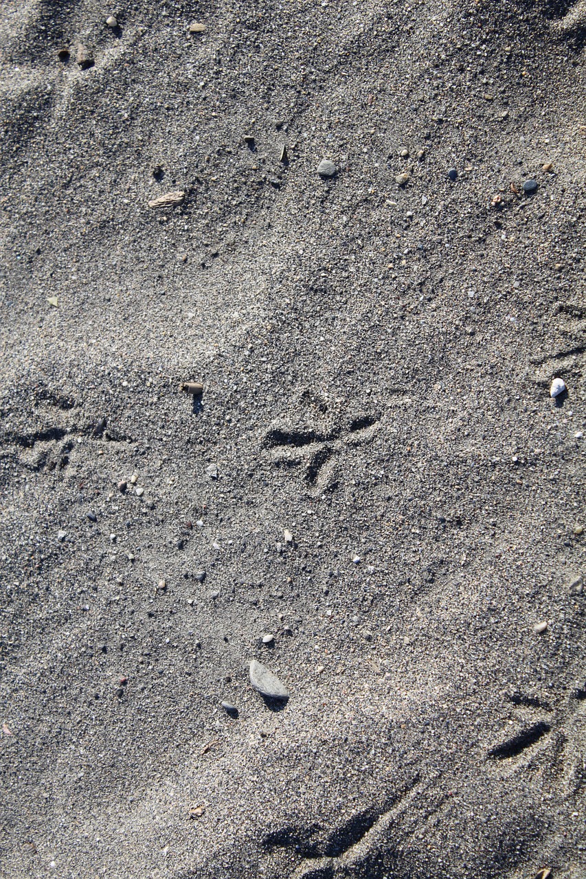 sand traces beach free photo