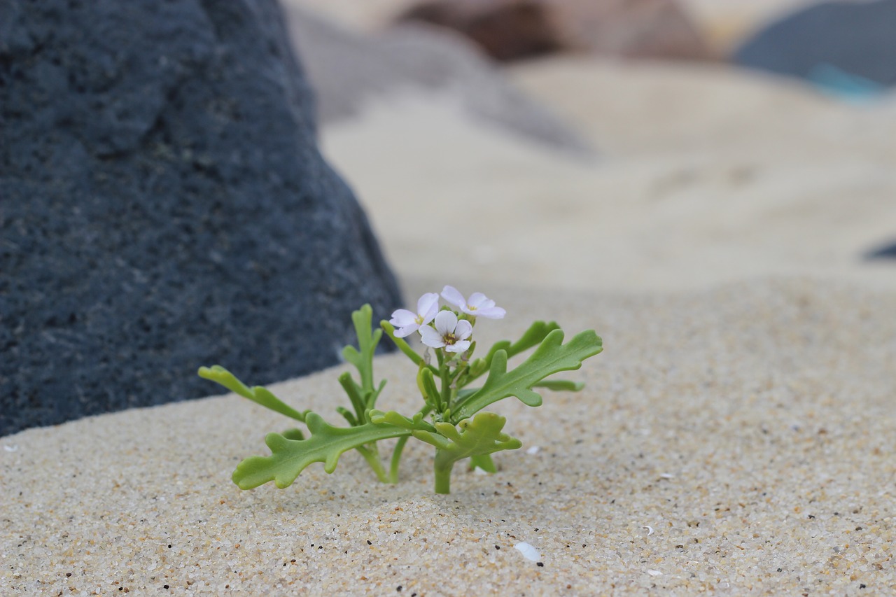 sand  bank  beach free photo