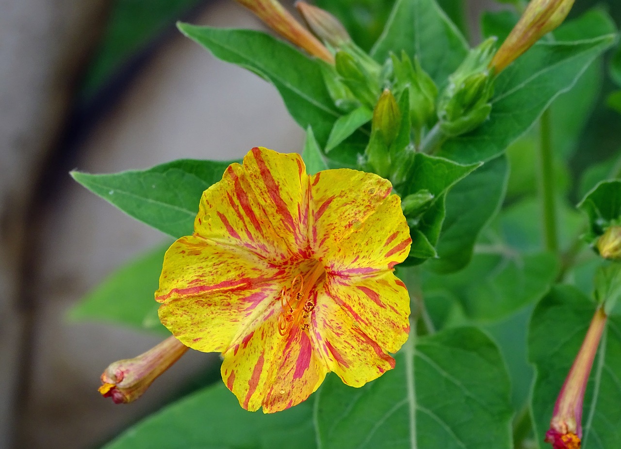 sand  mirabilis jalapa  yellow red free photo