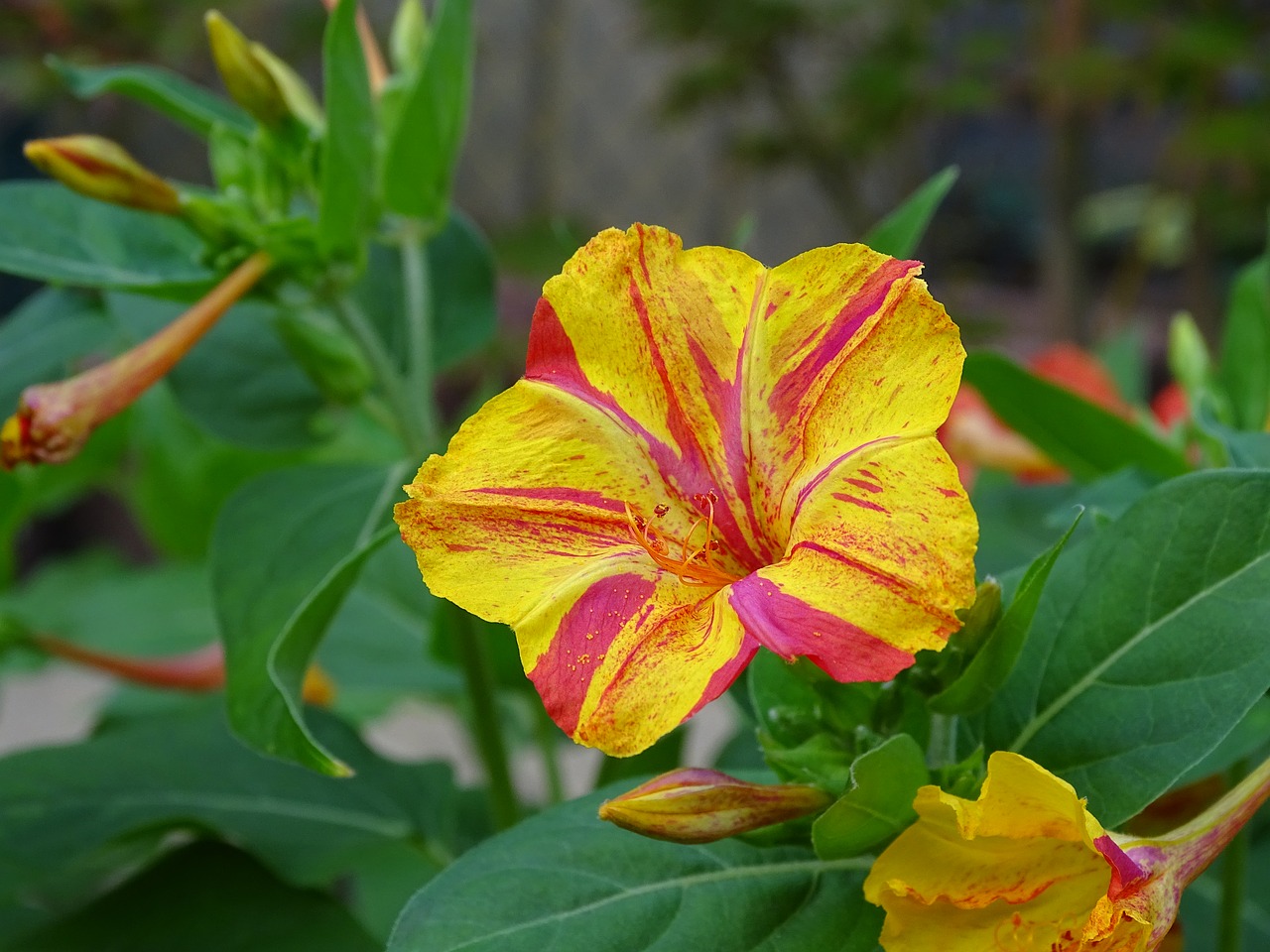 sand  mirabilis jalapa  yellow red free photo