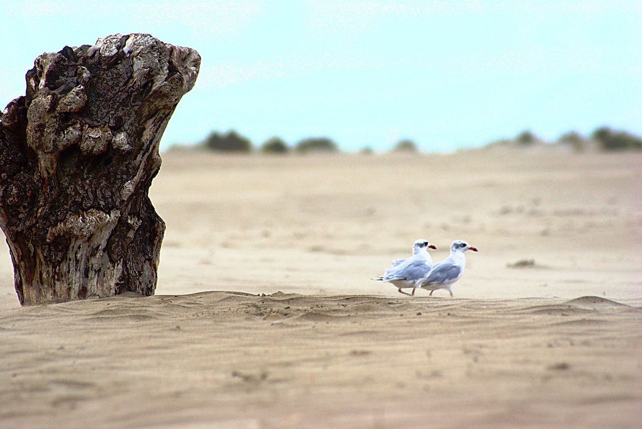 sand  seagull  beach free photo