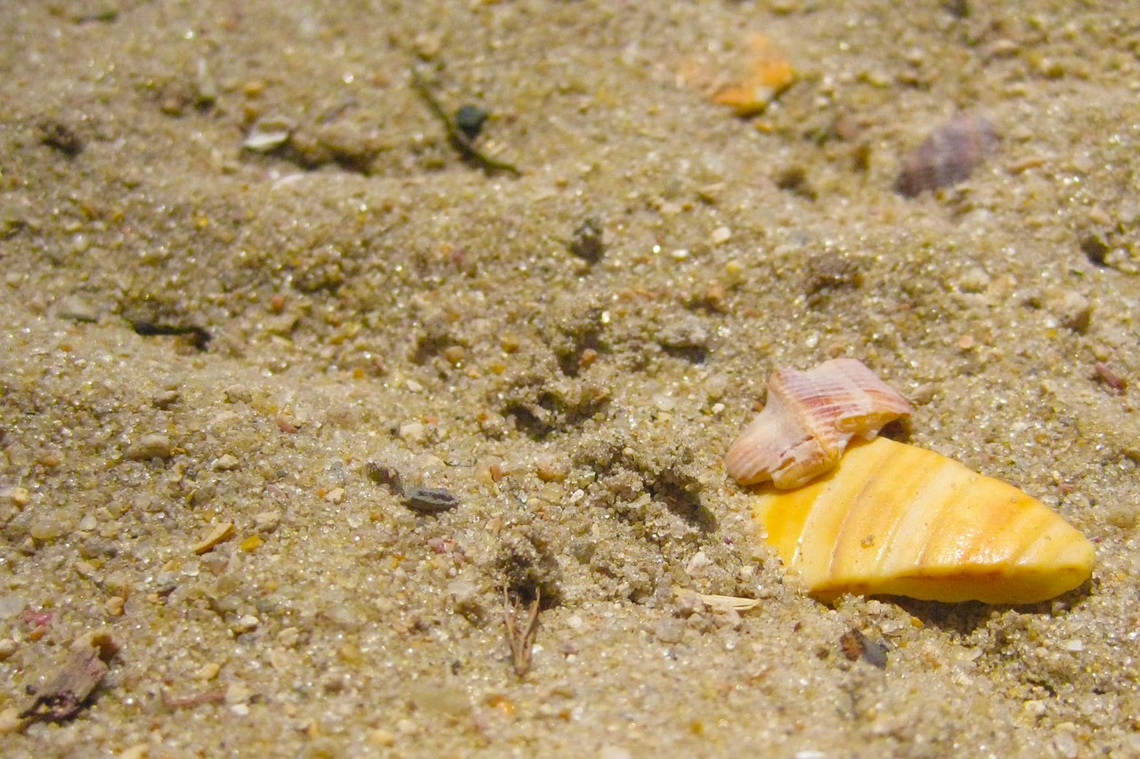 sand shells beach free photo