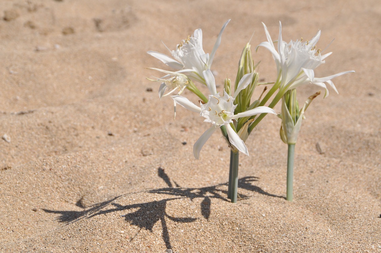 sand  flower  beach free photo