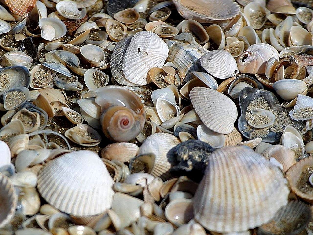 sand beachs clams free photo