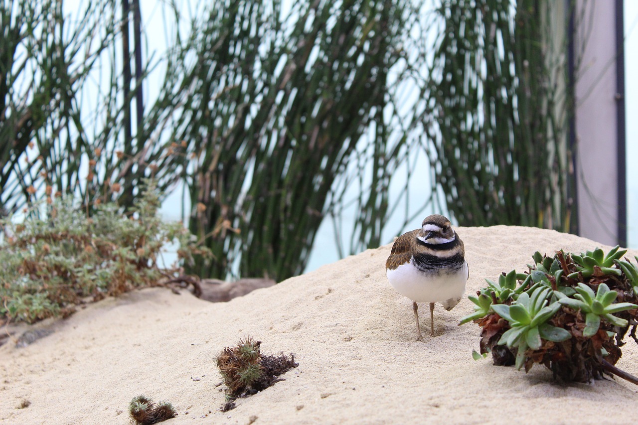 sand  nature  succulents free photo