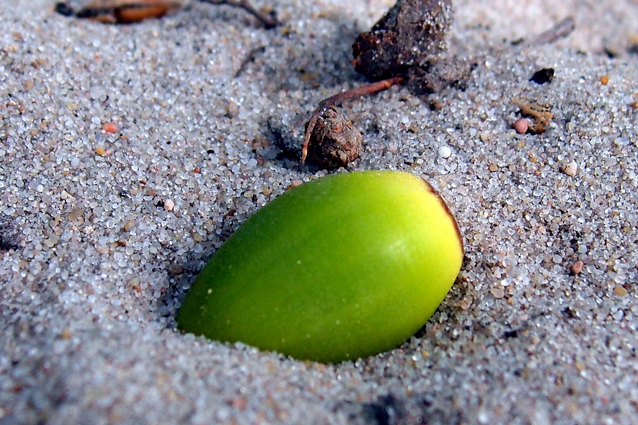 sand  oak  acorn free photo