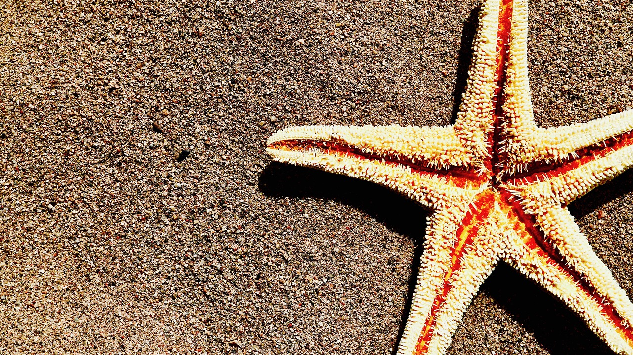 sand  starfish  beach free photo