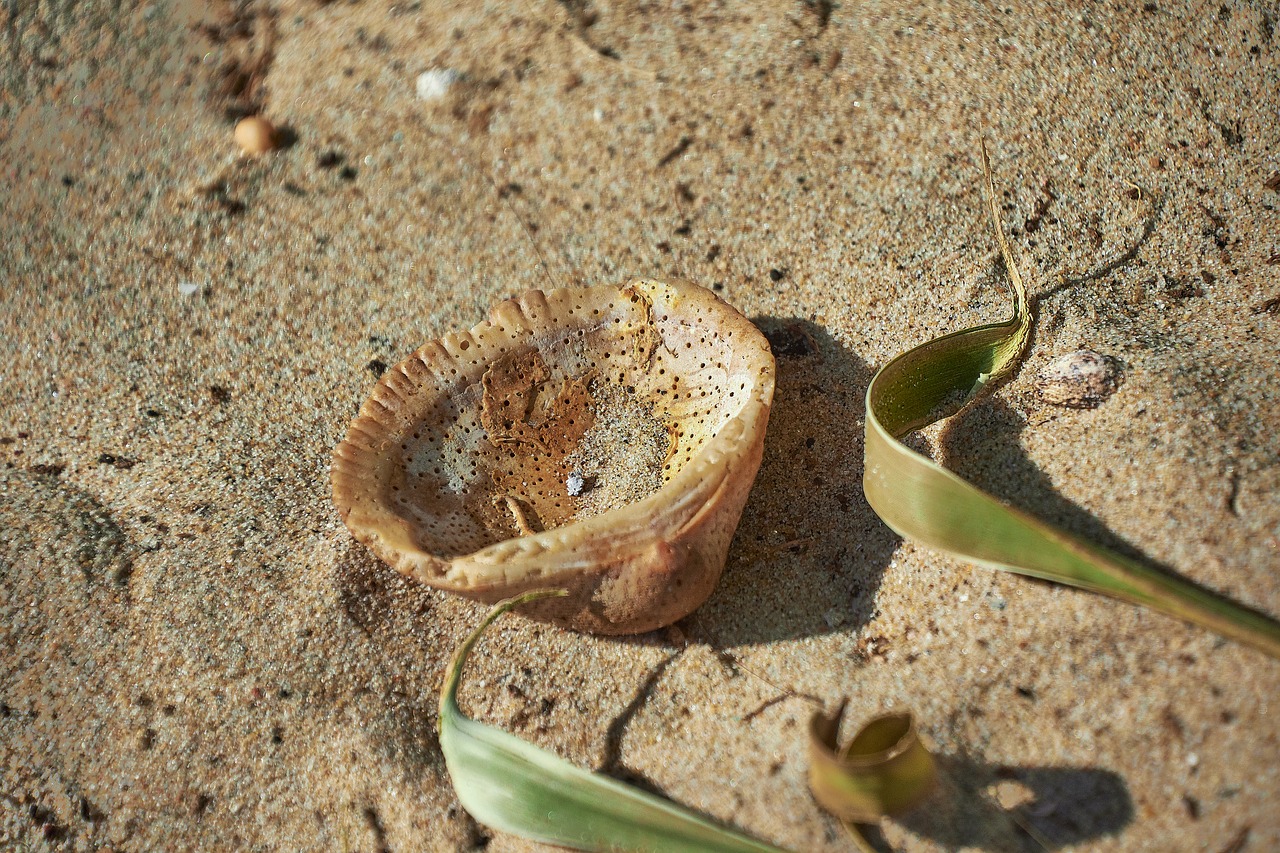 sand  shell  beach free photo