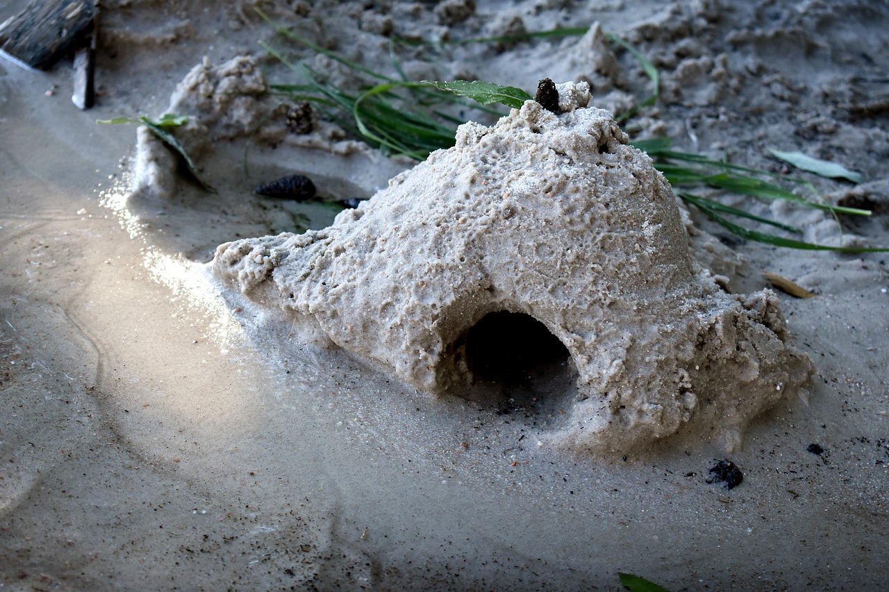 sand  wave  beach free photo