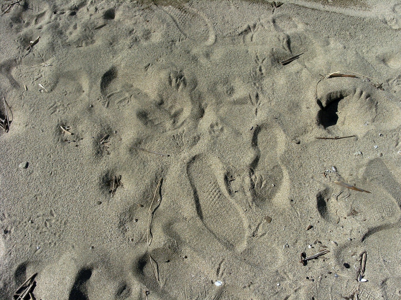 sand footprint trace free photo