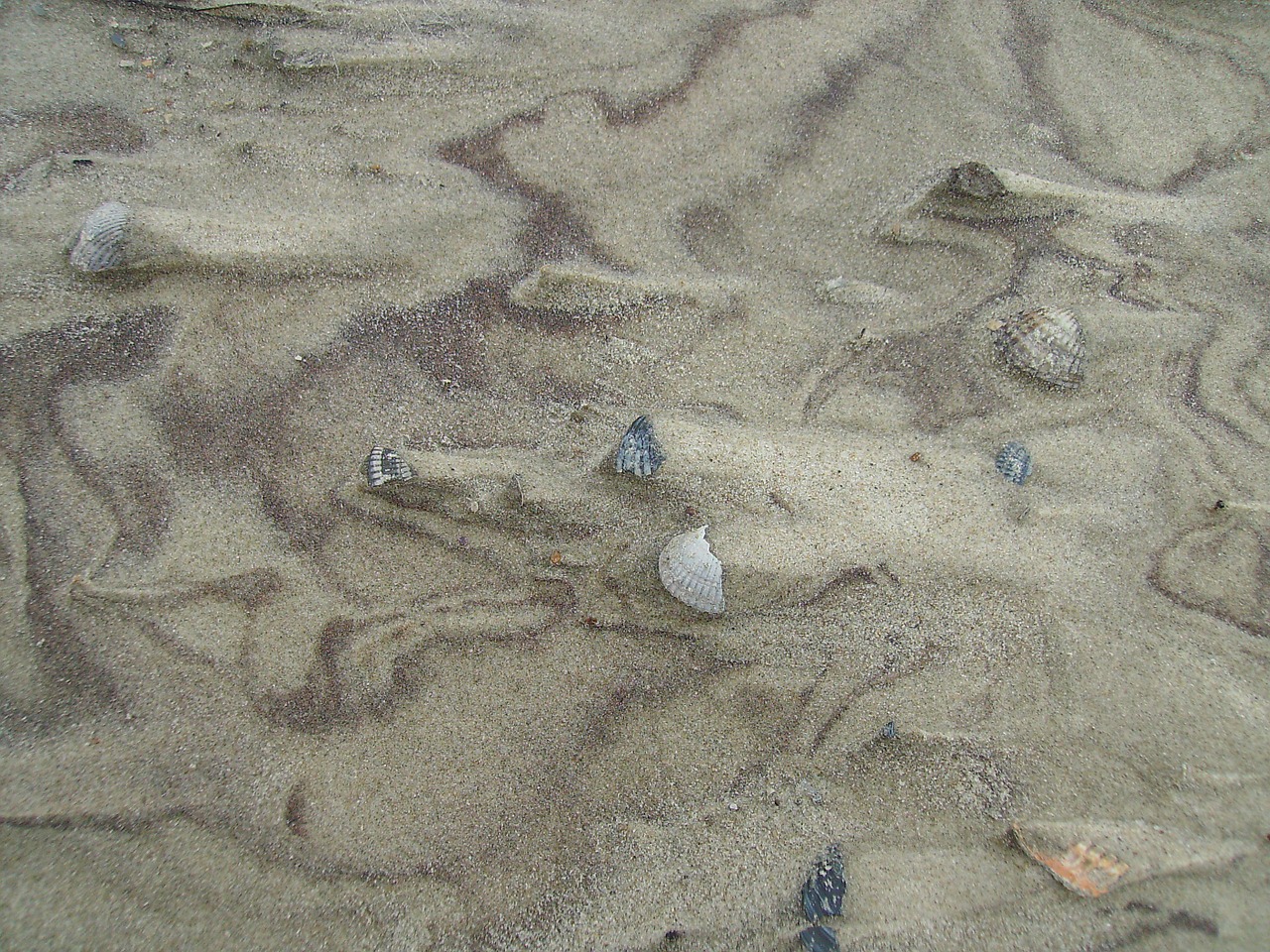 sand mussels beach free photo