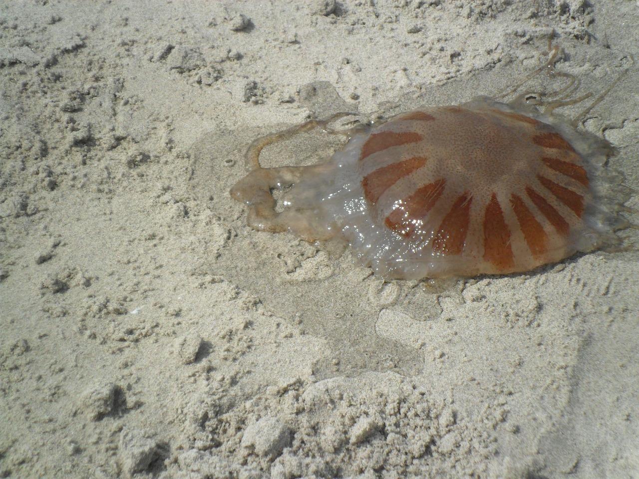 sand beach living water free photo