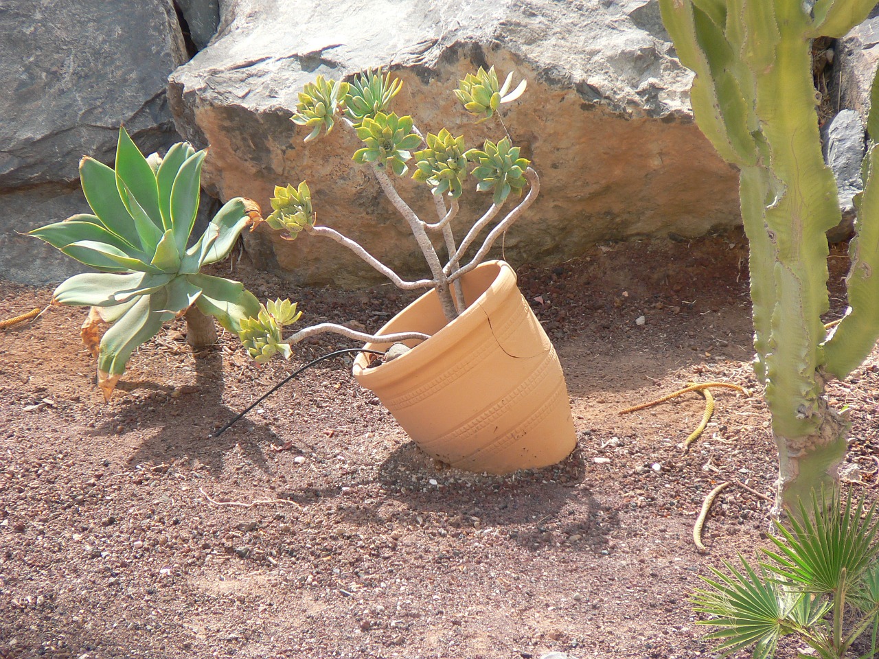 sand pot plant free photo