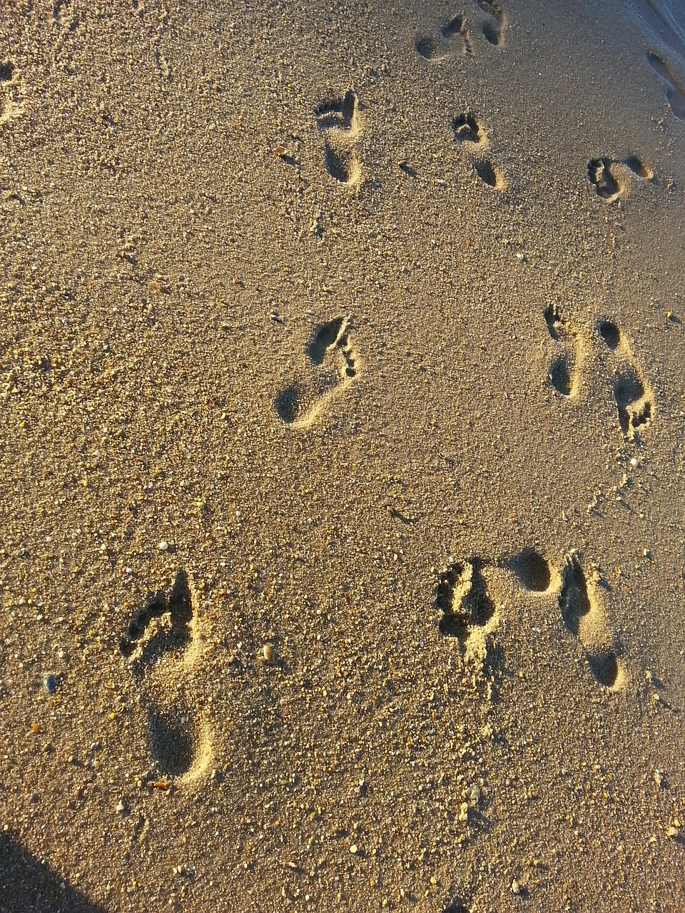 sand footprints mar free photo