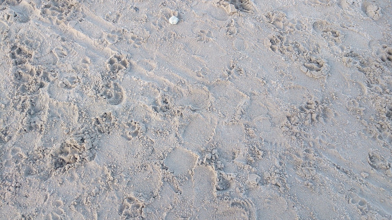 sand traces footprint free photo