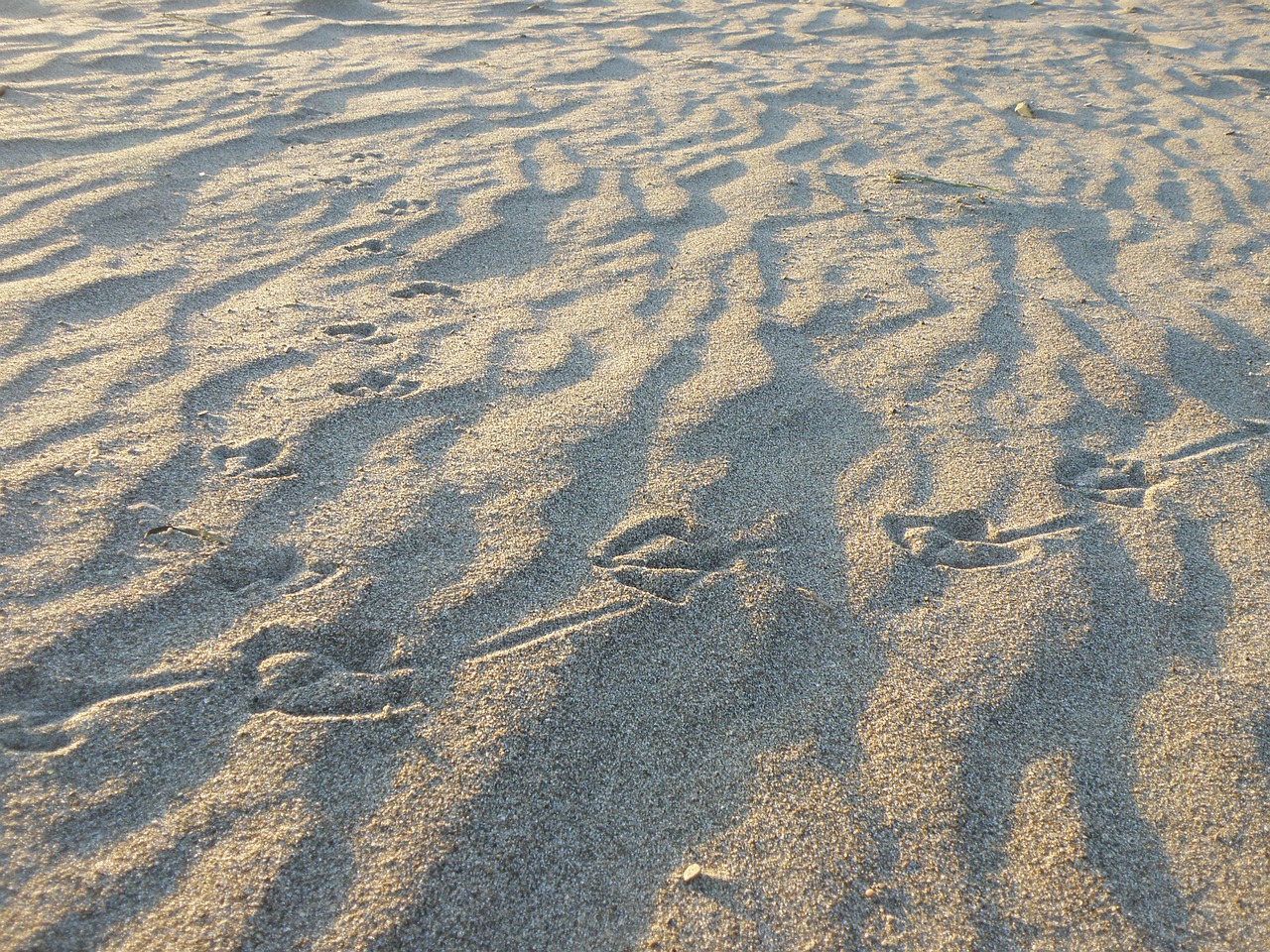 sand tracks the seagull free photo
