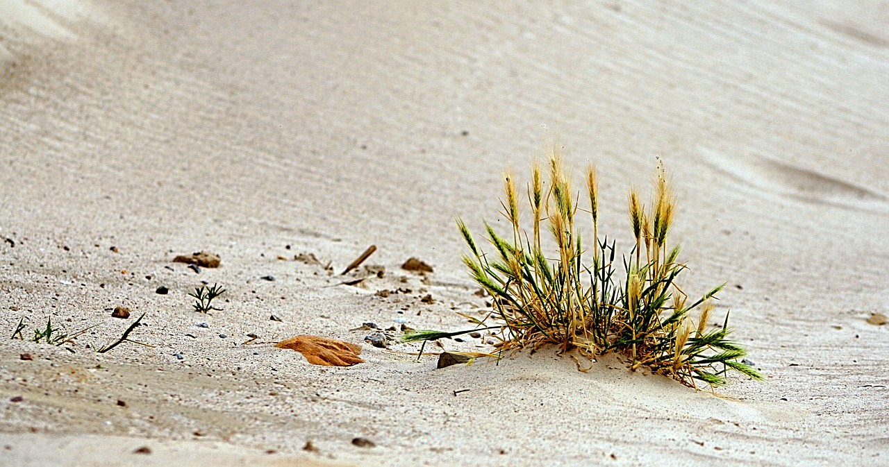 sand beach grass free photo