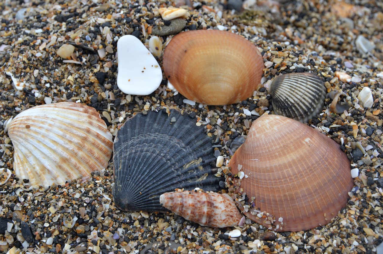 sand shells ochre free photo