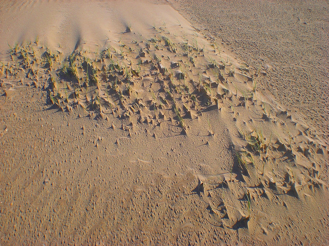 sand dune beach free photo