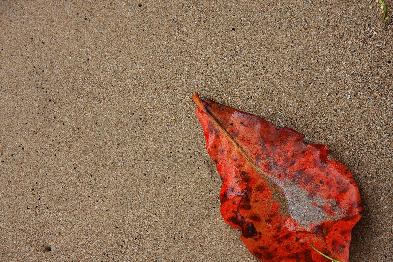 sand leaf nature