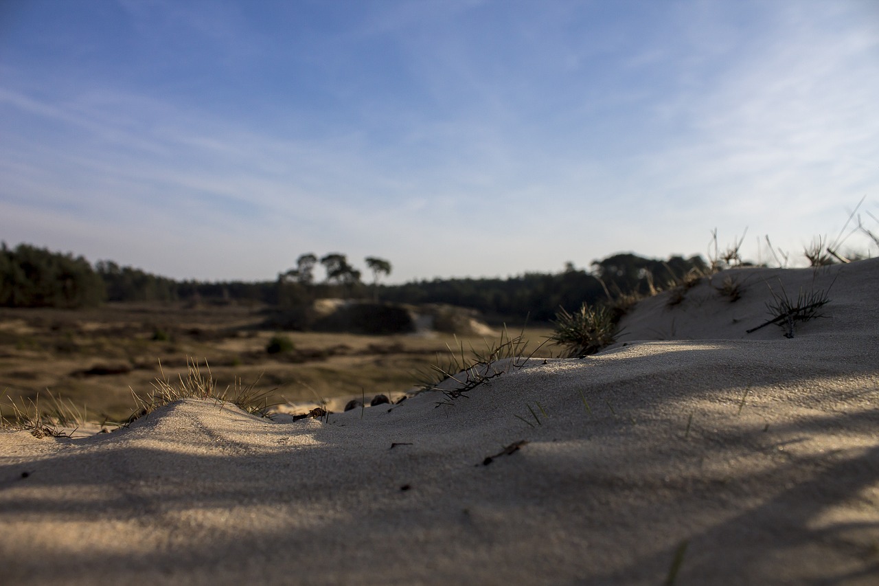 sand nature heide free photo