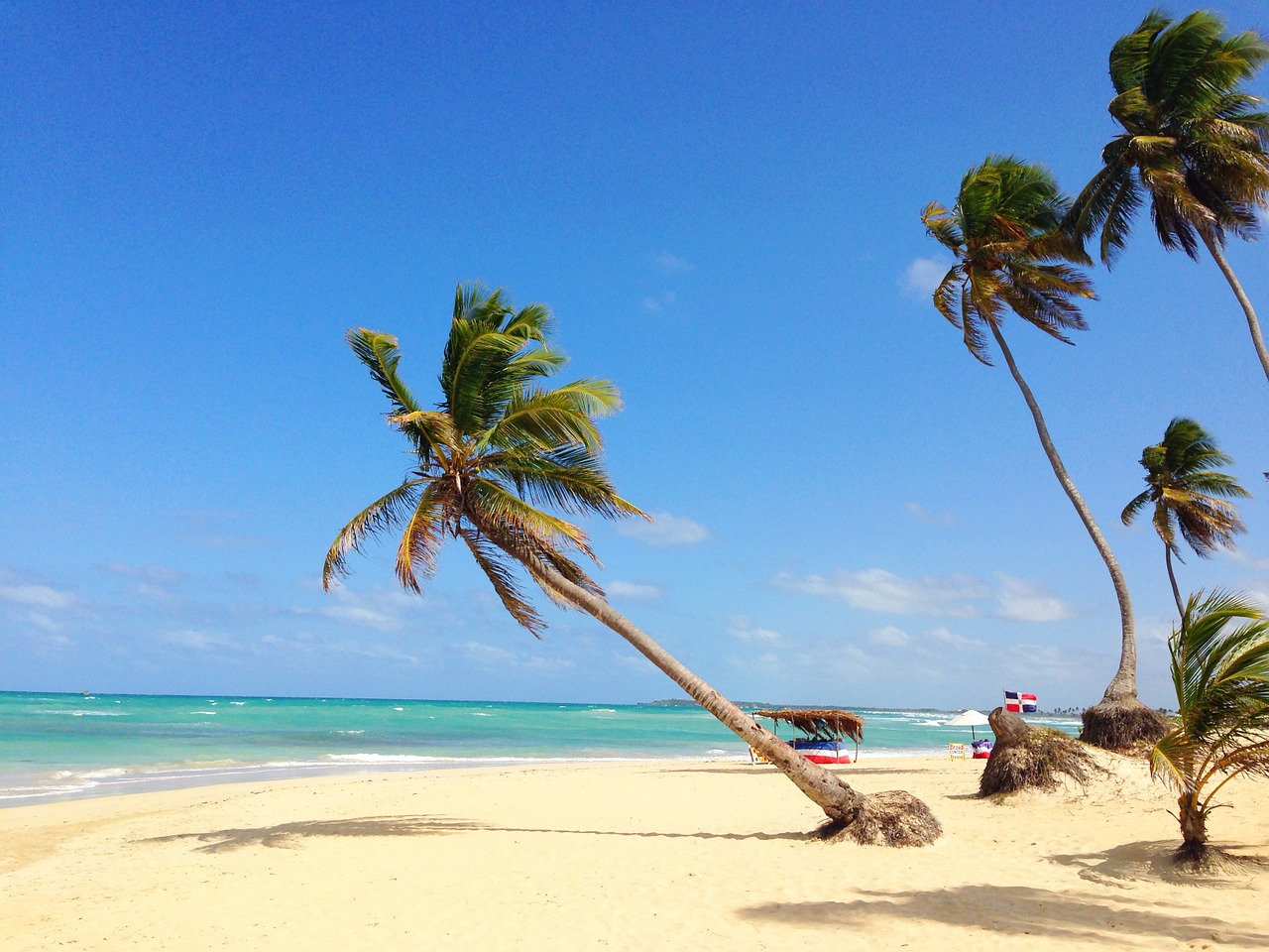 sand beach palm tree free photo